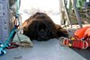 ITALIAN WATER RESCUE DOGS 06