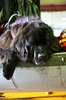 ITALIAN WATER RESCUE DOGS 10